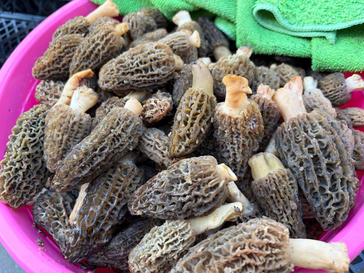 Kuzugöbeğinin Fiyatı Gram Altınla Yarışıyor 7